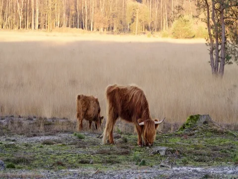 Scottish highlander with calf, 4K Stock Footage 70356791