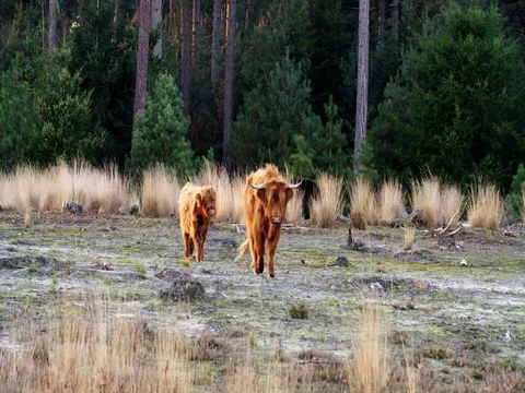Scottish highlander with calf in beautiful evening light Stock Footage 70365315