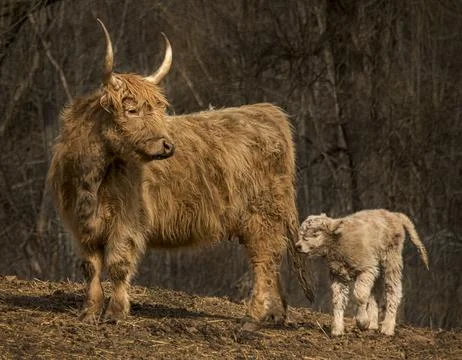 Scottish Highlander Cattle Fotos de archivo