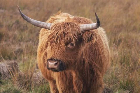 Scottish highlander in de field Stock Photos