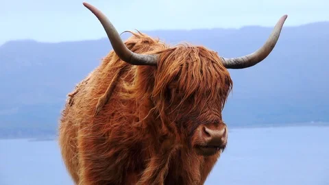 Scottish Highlander 스톡 동영상 122249398
