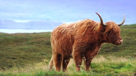 Scottish Highlander Stock Footage 122249783