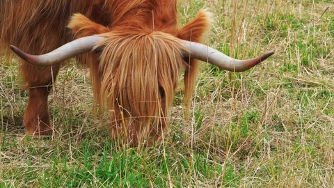 Scottish Highlander 库存影片 127211454