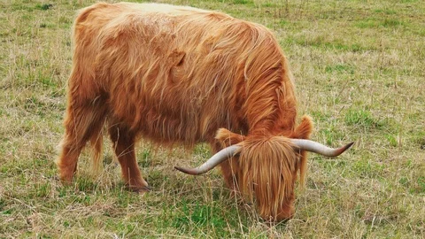 Scottish Highlander 库存影片 127212106
