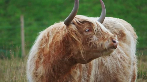 Scottish Highlander Stock Footage 127213931