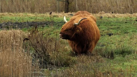 Scottish Highlander 스톡 동영상 295891860