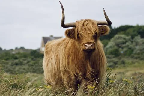 Scottish highlander looking in the camera Stock Photos