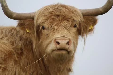 Scottish highlander looking into the camera Stock Photos