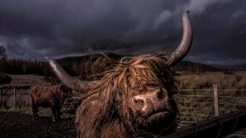Scottish Highlander Stock Photos