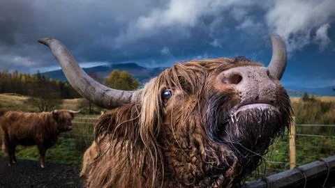 Scottish Highlander Stock Photos