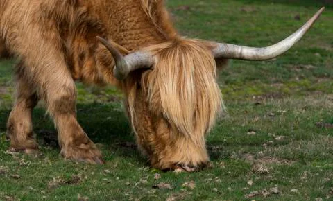 Scottish Highlander Stock Photos