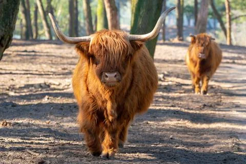 An Scottish Highlander Stock Photos
