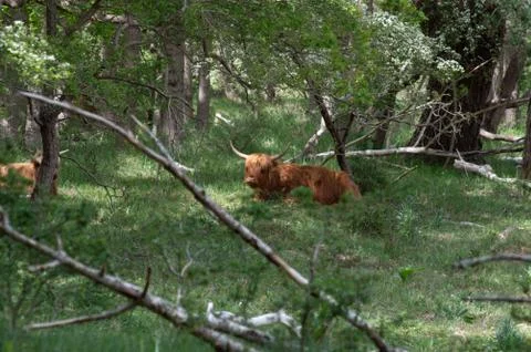 Scottish highlander resting in a forest Stock Photos
