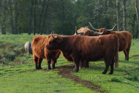 Scottish highlanders in field Stock Photos