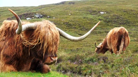 Scottish Highlanders Stock Footage 122249754