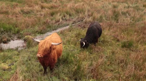 Scottish highlands cows Stock Footage 44403971