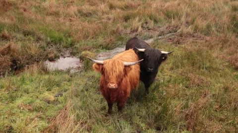 Scottish highlands cows Stock Footage 44404145
