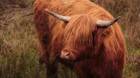 Scottish highlands cows Stock Footage 46517963