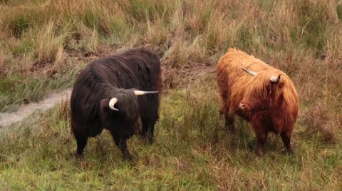 Scottish highlands cows Stock Footage 46518382