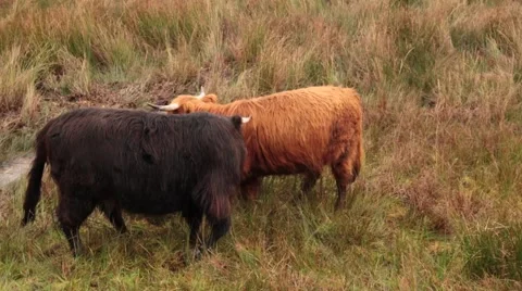 Scottish highlands cows Stock Footage 46518480