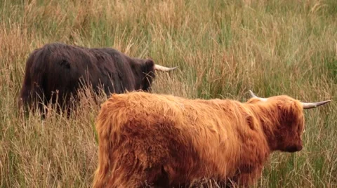 Scottish highlands cows Stock Footage 46519232