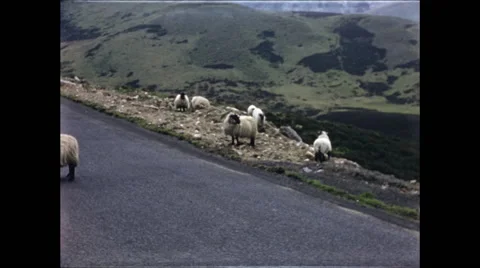 Scottish Highlands Roadside Sheep Video stock 48235308