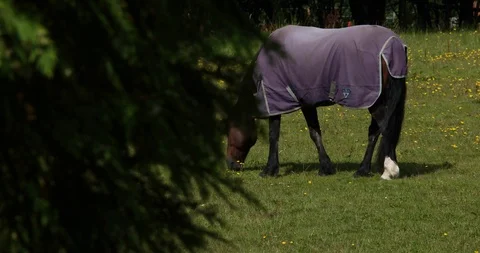 Scottish Horse Stock Footage 101344460