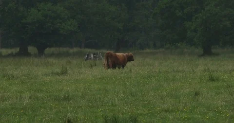 Scottish Kettle Stock Footage 101341072