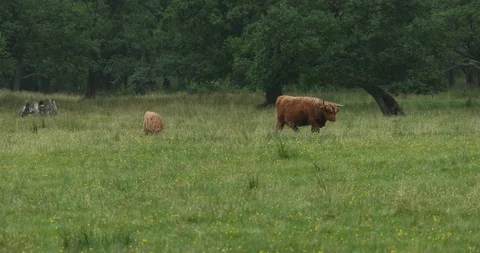 Scottish Kettle Video stock 101342082