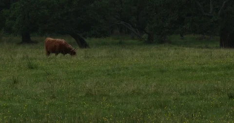 Scottish Kettle Stock Footage 101342234