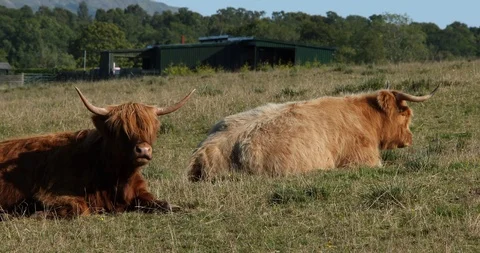Scottish Kettle Stock Footage 101346389