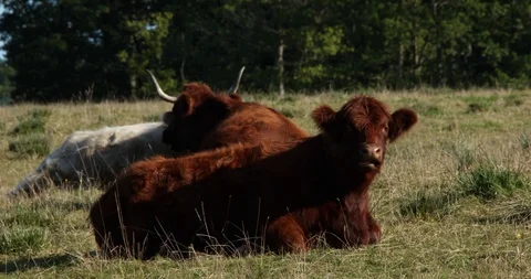 Scottish Kettle Stock Footage 101346446