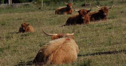 Scottish Kettle Stock-Footage 101346730