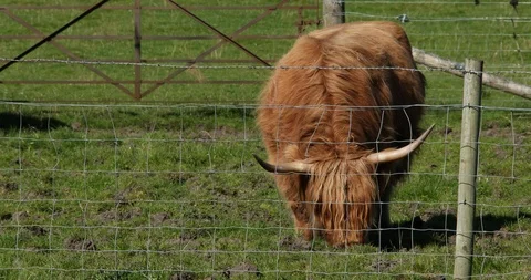 Scottish Kettle Stock-Footage 101353988