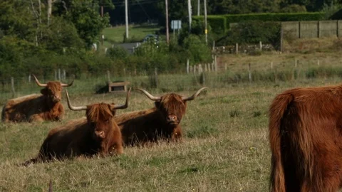 Scottish Kettle Stock Footage 101354059