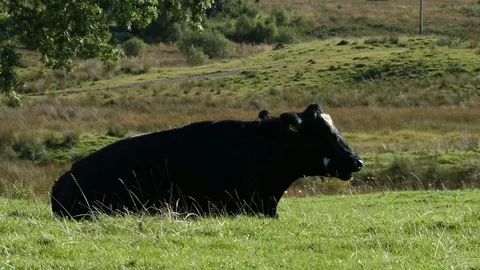 Scottish Kettle Stock Footage 101354138