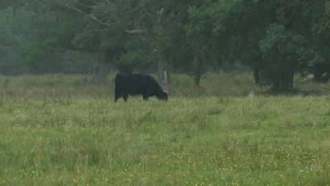 Scottish Kettle Video stock 101354396