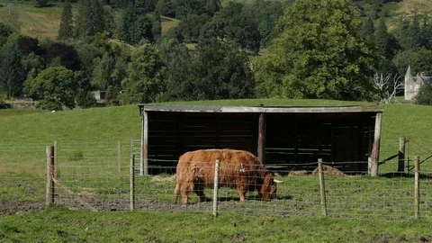 Scottish Kettle Video stock 101354569