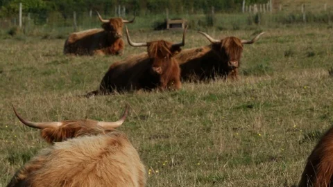 Scottish Kettle Video stock 101354629