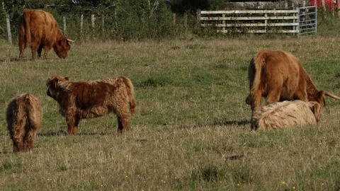 Scottish Kettle Stock Footage 101354671