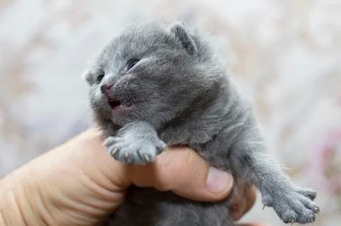 Scottish kitten 2 weeks in hand Stock Photos