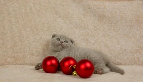 Scottish kitten in a brown background. Playing with christmas toys Stock Photos