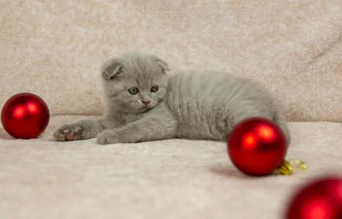 Scottish kitten in a brown background. Playing with christmas toys Stock Photos