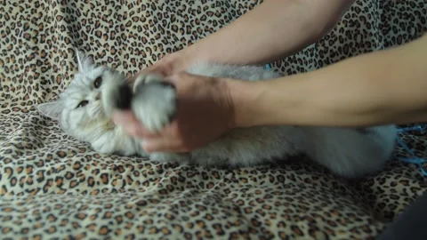 .Scottish kitten in the hands of a girl.Funny gray cat. Stock Footage 181585258
