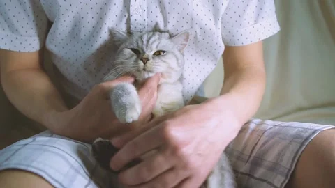 Scottish kitten in the hands of a girl.Funny gray cat. Stock Footage 181590257