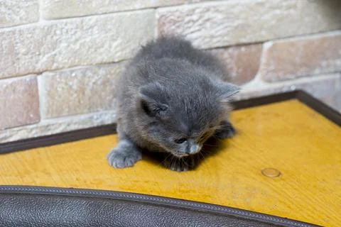 Scottish kitten on the kitchen corner Stock Photos