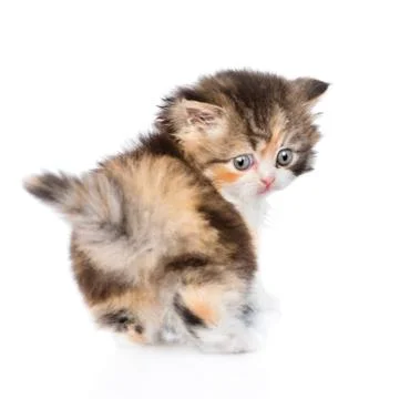 Scottish kitten looking back. isolated on white background Stock Photos