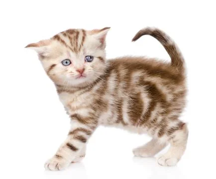 Scottish kitten looking at camera. isolated on white background Stock Photos
