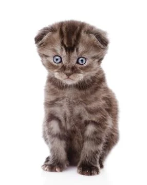 Scottish kitten looking at camera. isolated on white background Foto stock