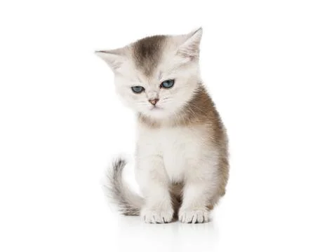 Scottish kitten with a sad face sitting on white 库存照片